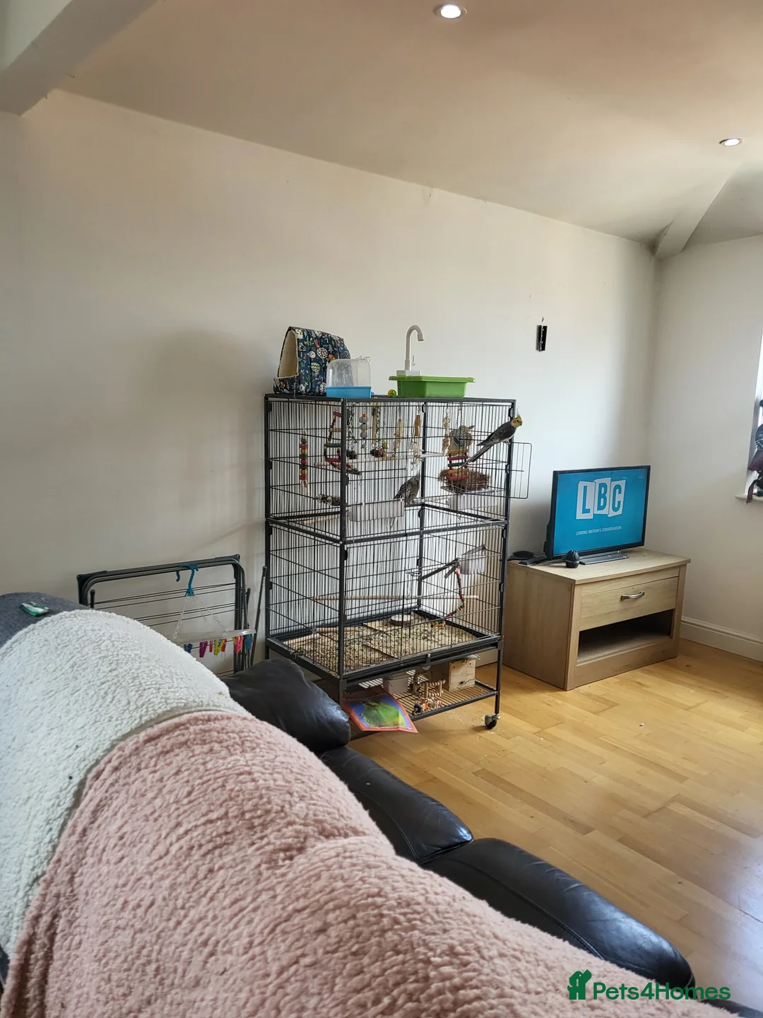 Cockatiels birds for sale: Male and female cockatiels  in Preston - Advert 1