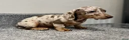 Miniature Dachshund dogs for sale: 💙Carry fluffy Isabella Mini Dachshund Puppies🐶❤️ - Advert 7