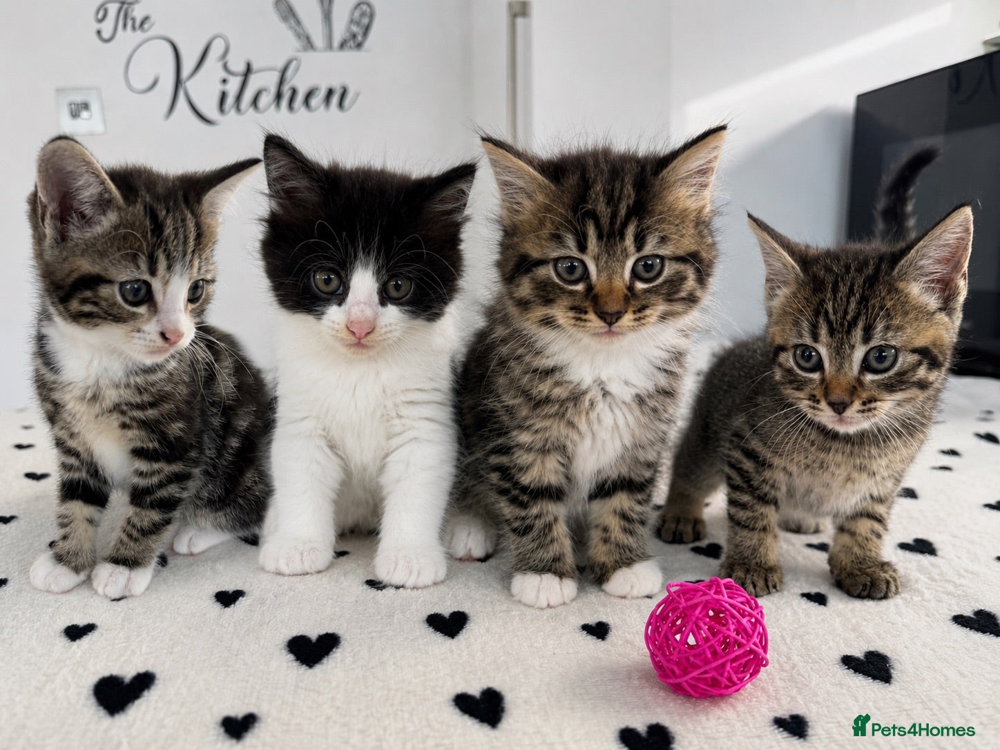 Mixed Breed cats RAGDOLL MIX KITTENS  - Advert 1