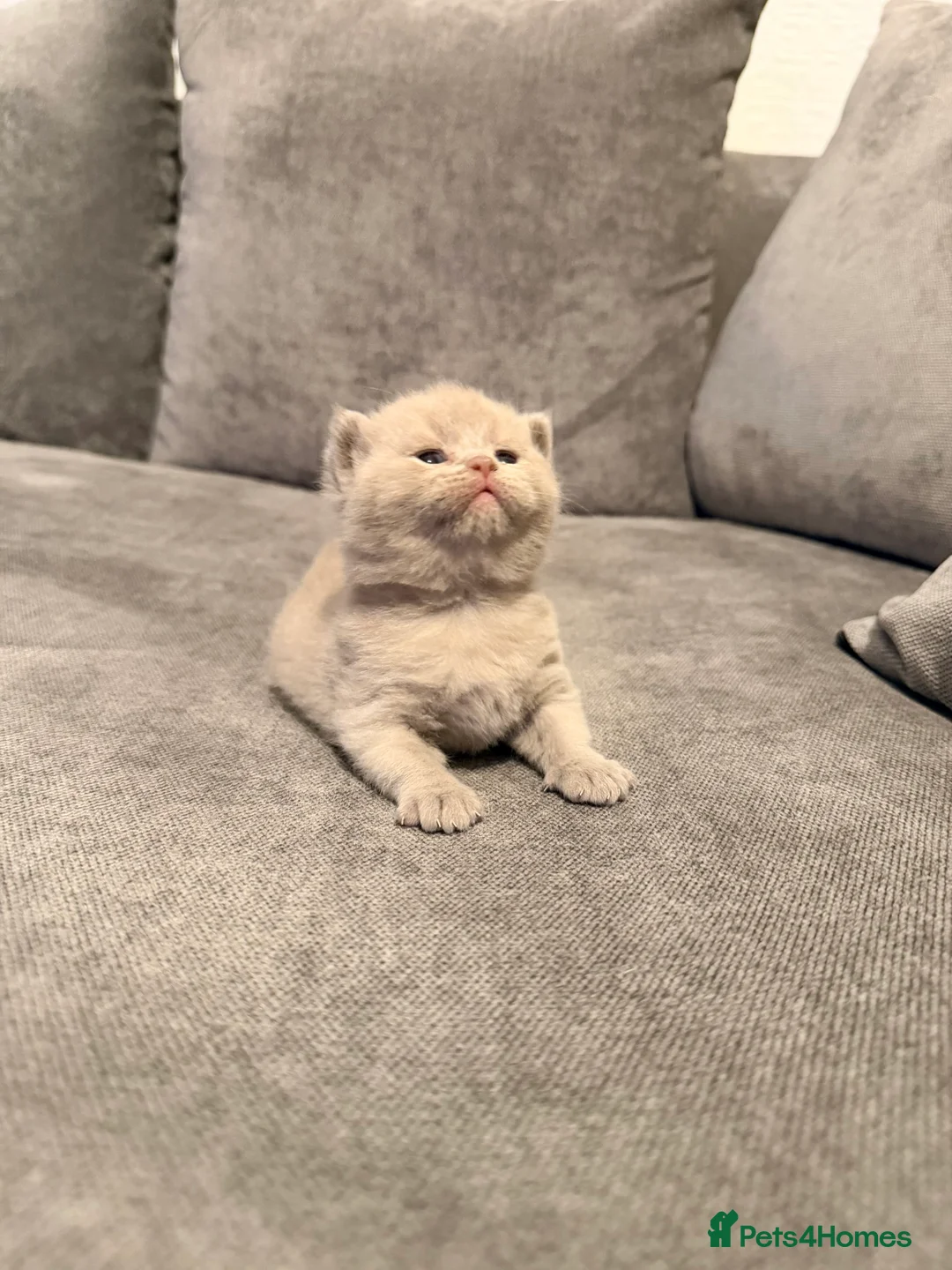 British Shorthair cats for sale: British Shorthair Kittens for Sale – 5 Available! - Advert 7