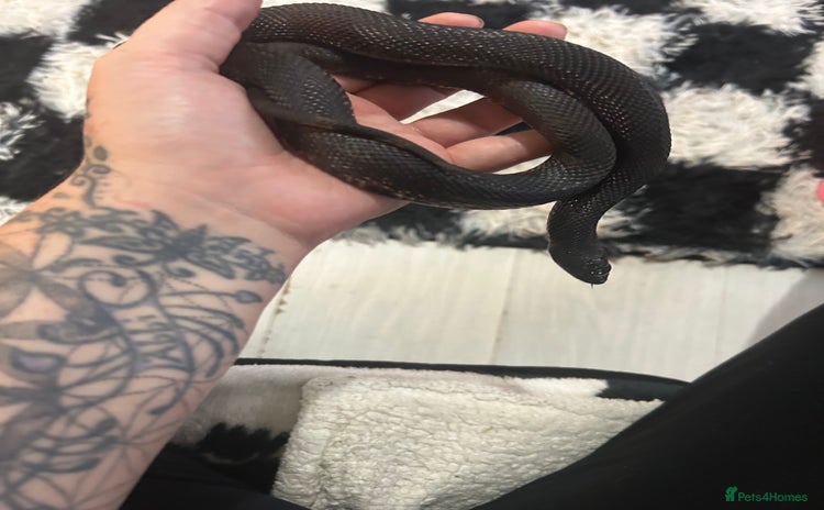 Snake reptiles - Advert 3
