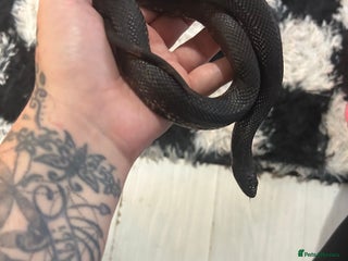 Snake reptiles - Advert 28