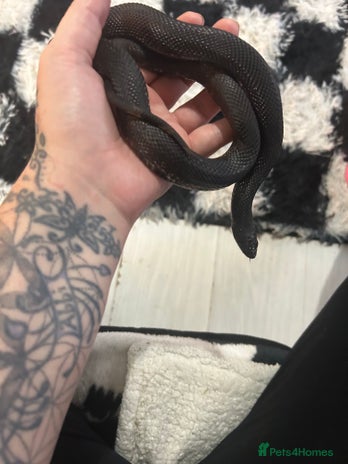 Snake reptiles - Advert 3