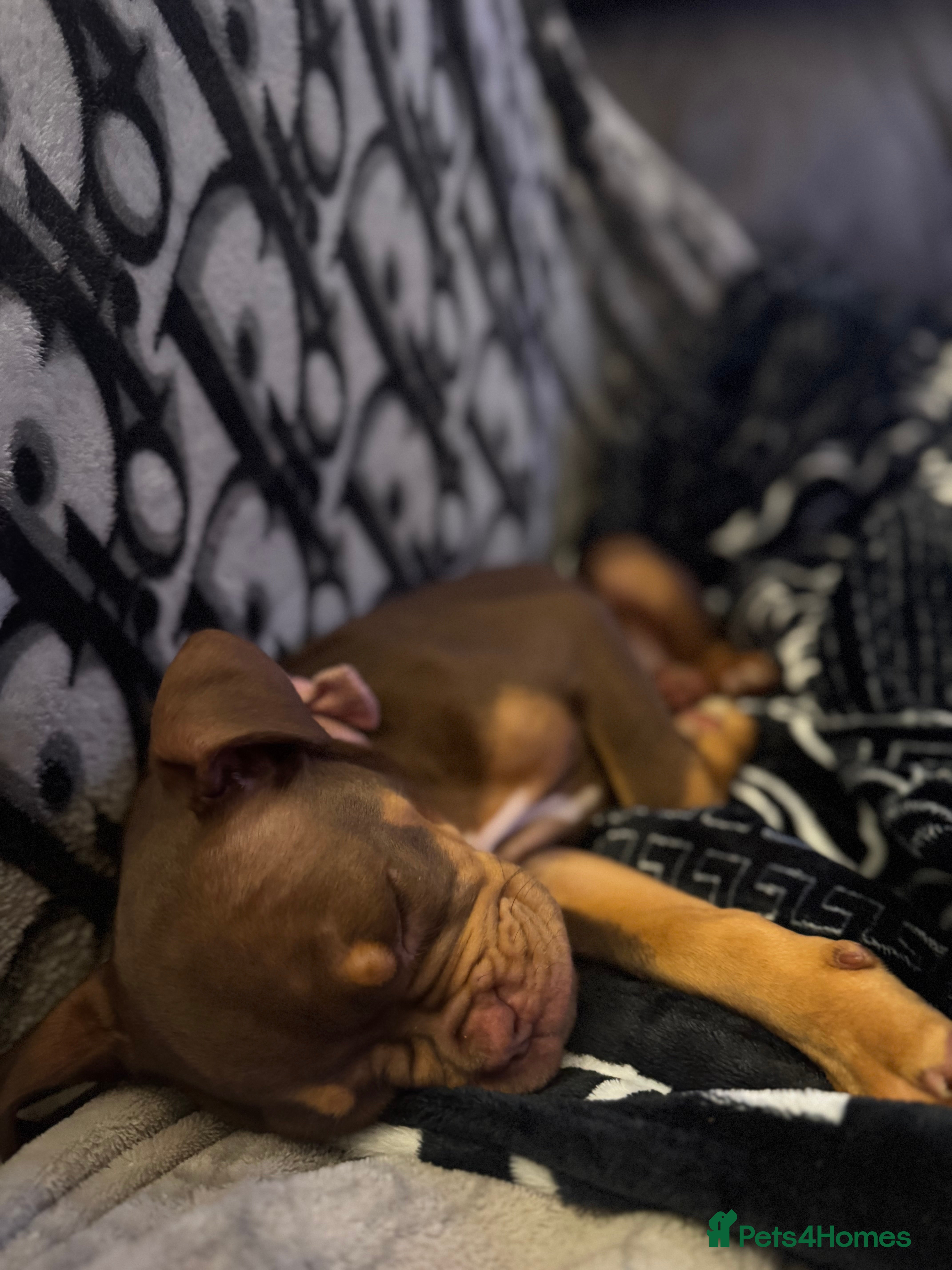 English Bulldog dogs Old English Bulldog - Female  - Advert 1