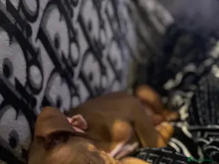 English Bulldog dogs Old English Bulldog - Female - Advert 2