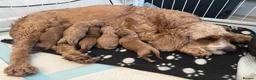 Cavapoo dogs for sale: Beautiful, health tested F1b Cavapoo Puppies - Advert 11