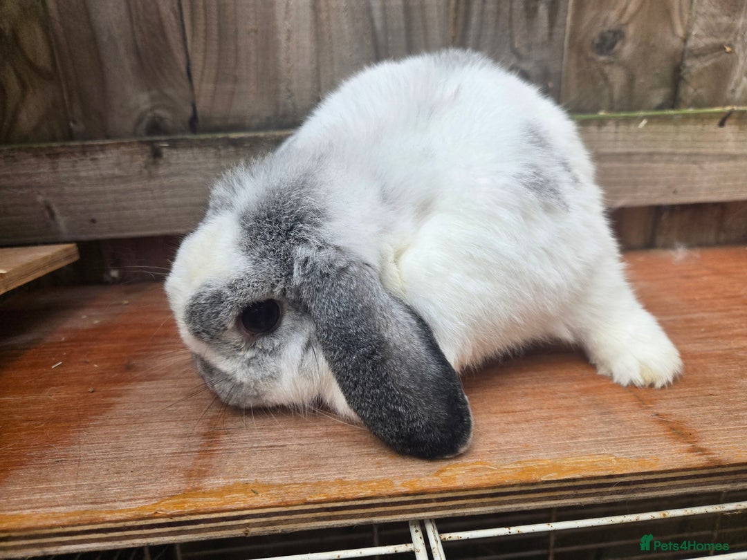 Mini Lop rabbits for sale: Stunning mini lops does - Image 3