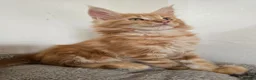 Maine Coon cats for sale: Full Mainecoon beautiful kittens  - Advert 18