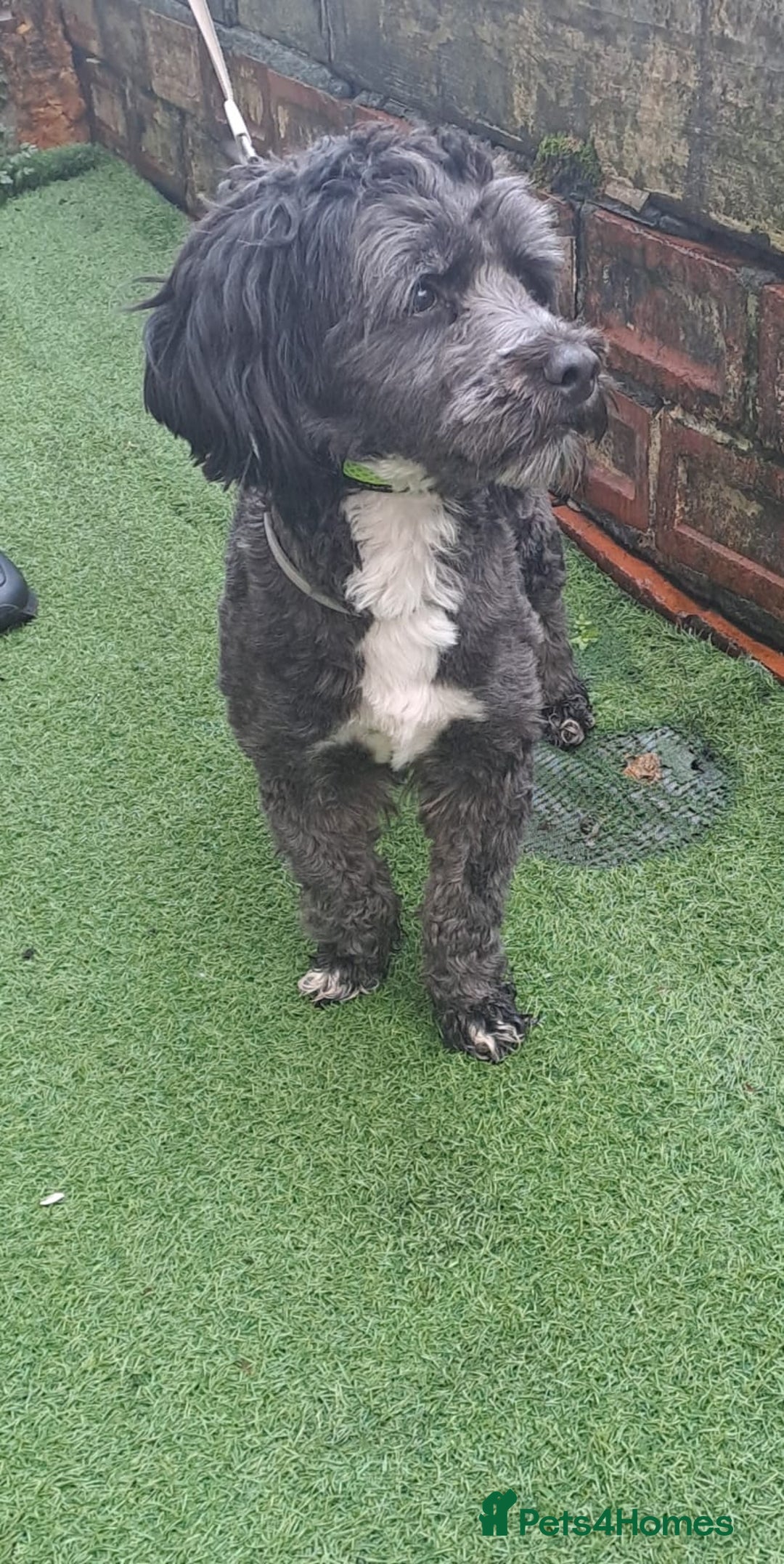 Lhasapoo dogs for sale: Beautiful lhasapoo boy  - Advert 3