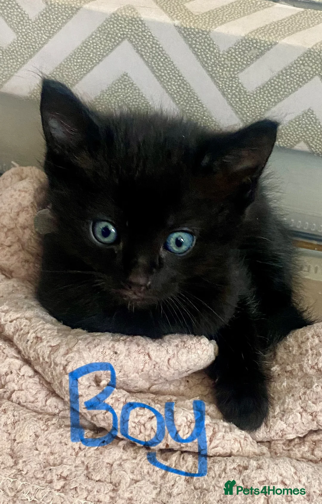 Mixed Breed cats for sale: 2 gorgeous kittens - Advert 3