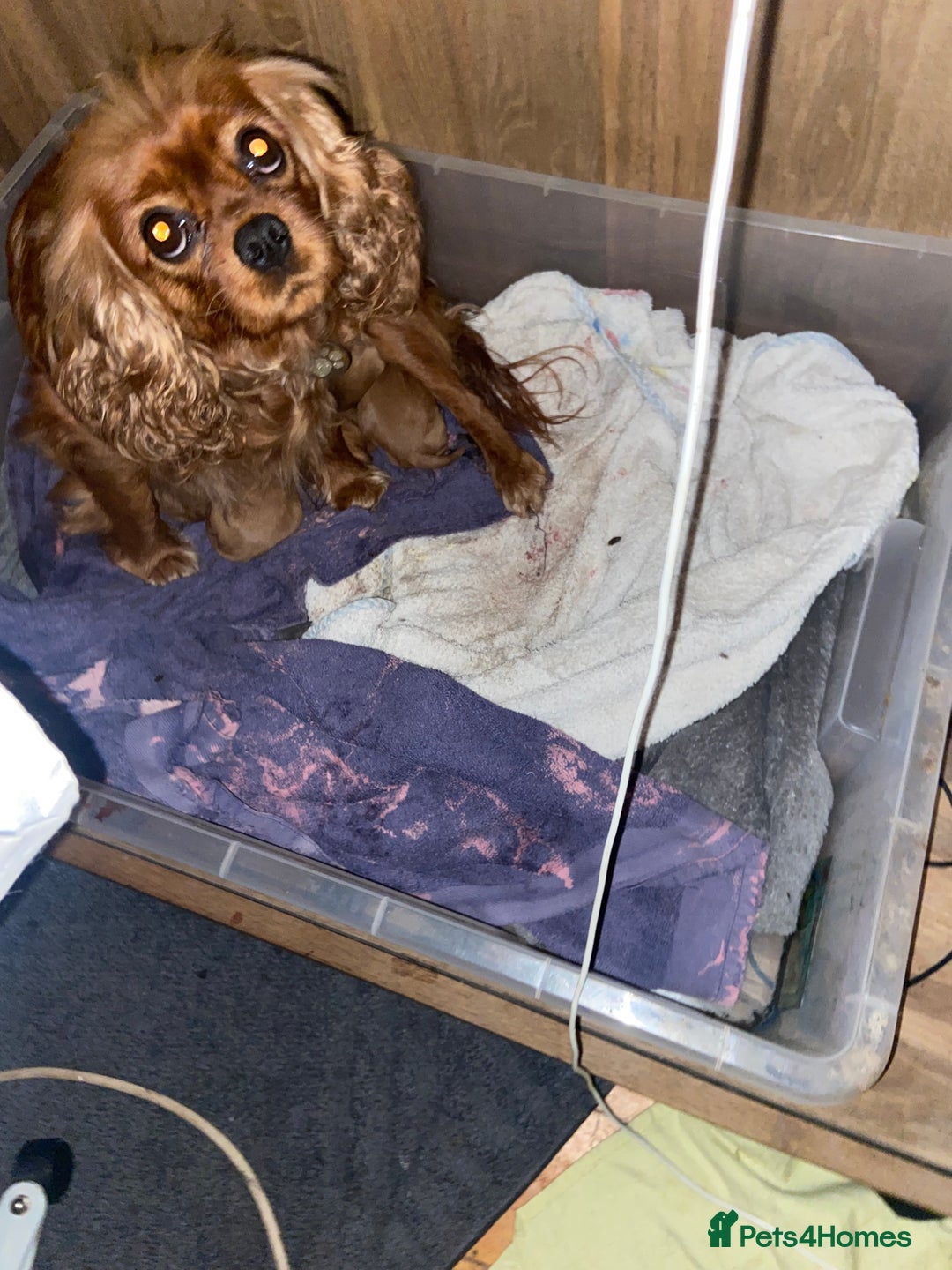 Cavapoo dogs for sale: Last 2 A1 Ruby/red Christmas Cavapoos 07816222523 in Derby - Image 7