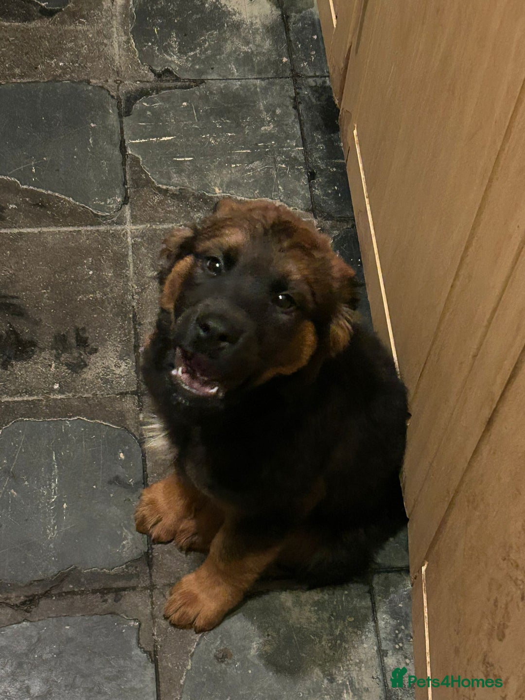 Mixed Breed dogs for sale: Rottweiler x Akita  mastiff pups - Advert 10