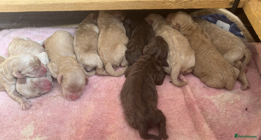 Labradoodle dogs for sale: 5* Fully Vaccinated Australian Labradoodle x Lab - Advert 23