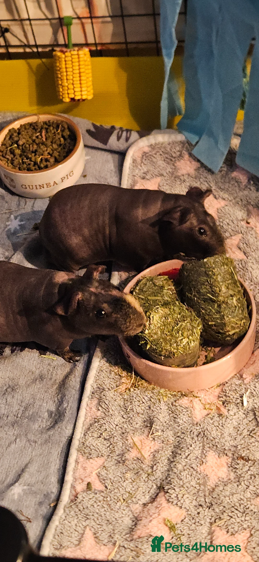 Guinea Pig rodents for sale: 2 male skinny pigs  - Advert 2