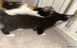Mixed Breed cats for sale: 2 Kittens - Image 6