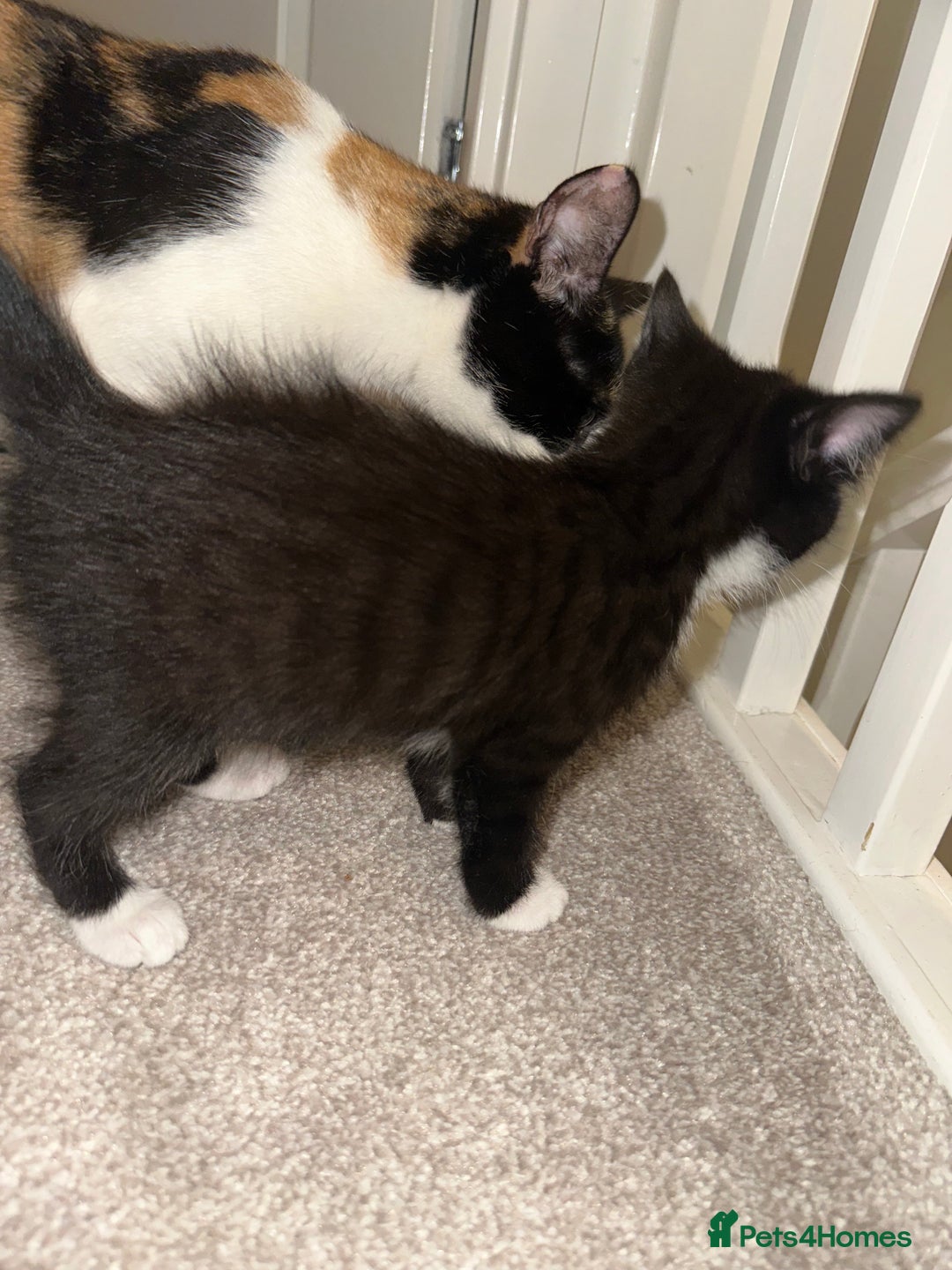Mixed Breed cats for sale: 2 Kittens - Image 6