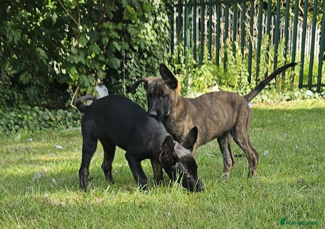 Belgian Shepherd Dog dogs for sale: Dutch Pure Bred Shepherd Puppies  - Image 2