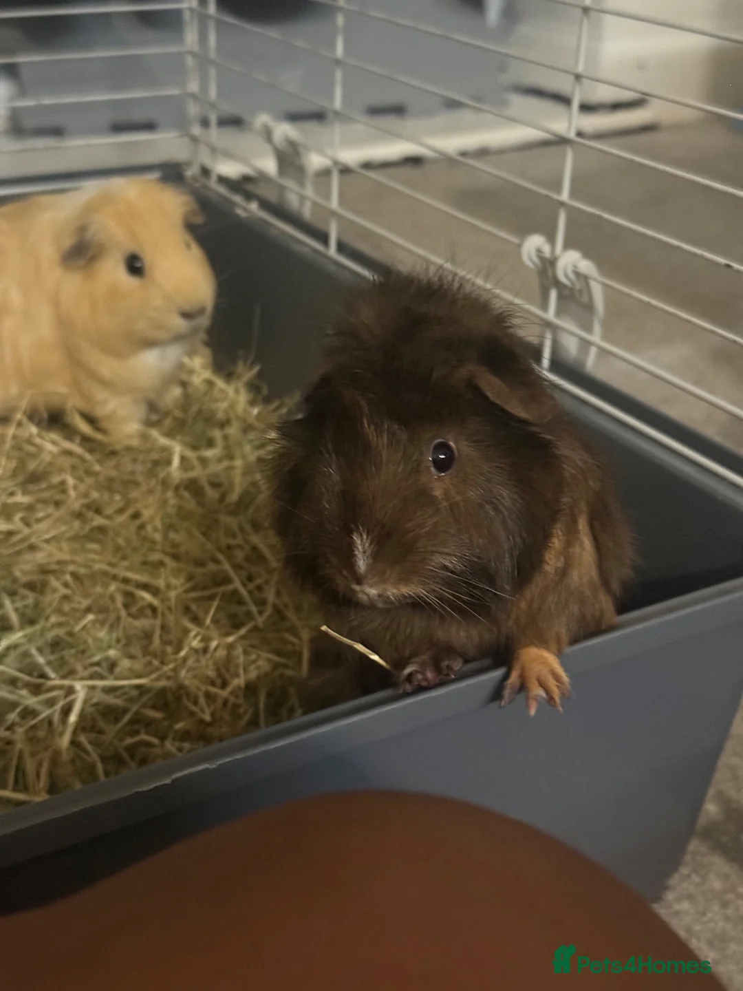 Guinea Pig rodents for sale: TWO LOVELY GUINEA PIGS LOOKING FOR A NEW HOME in Milton Keynes - Advert 2