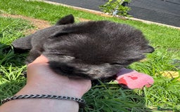 Chow Chow dogs for sale: Last 2 Beautiful chow chow puppies - Image 22