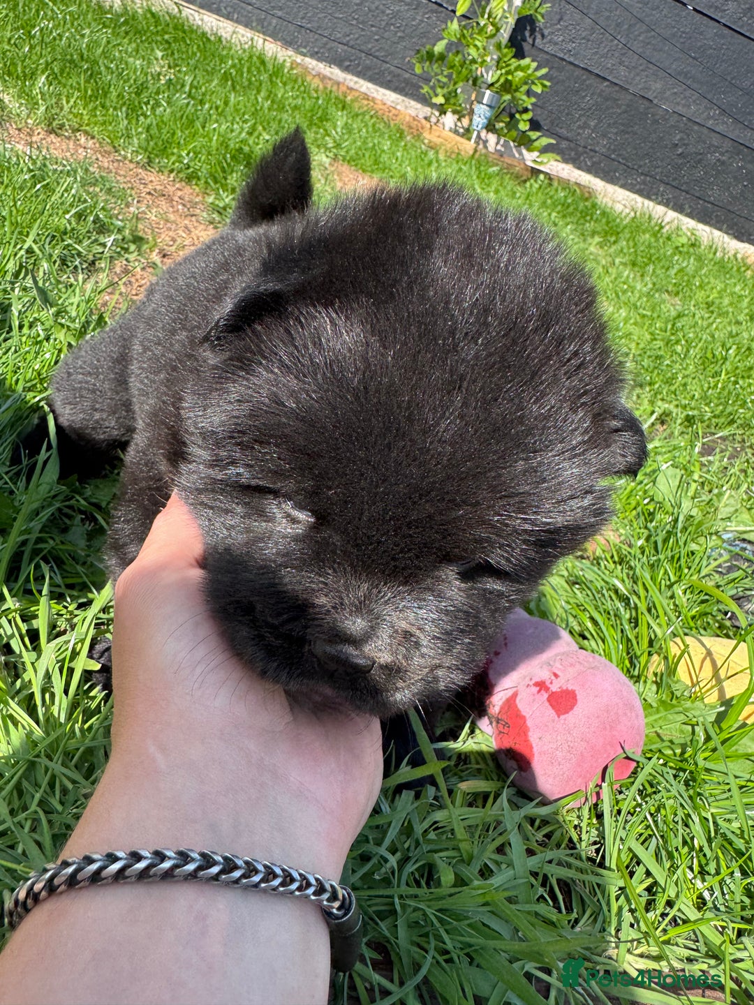 Chow Chow dogs for sale: Last 2 Beautiful chow chow puppies - Image 22