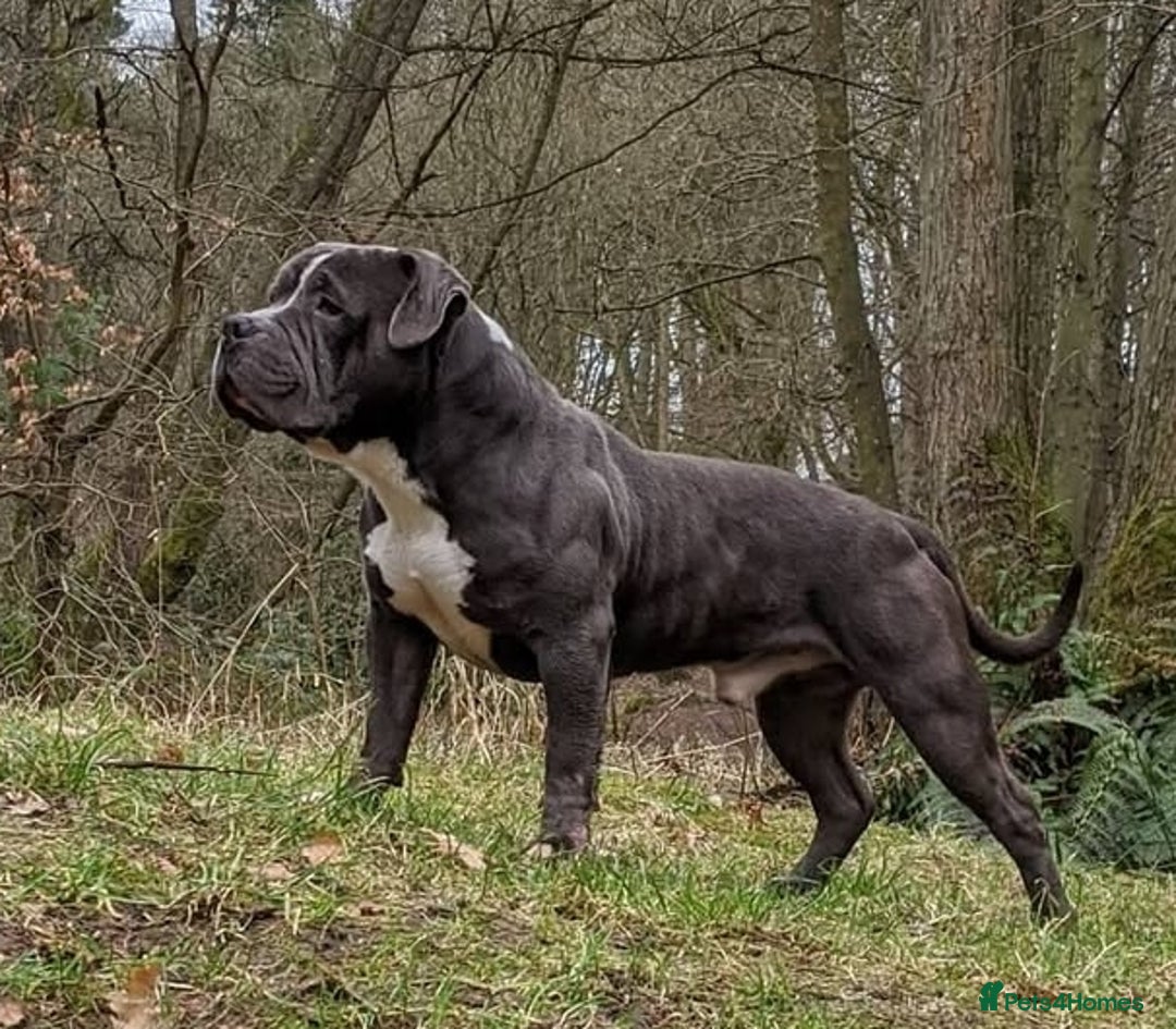American Bully dogs for sale: 3 female pocket bully's available  - Image 17