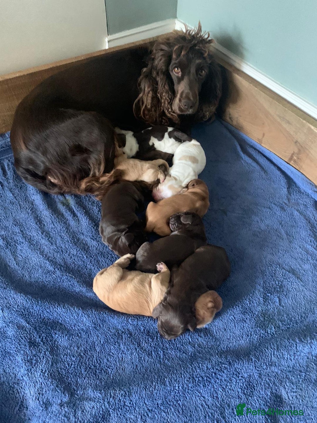 Cocker Spaniel dogs for stud: Show Cocker At Stud Highly Health Tested in Sandbach - Image 18