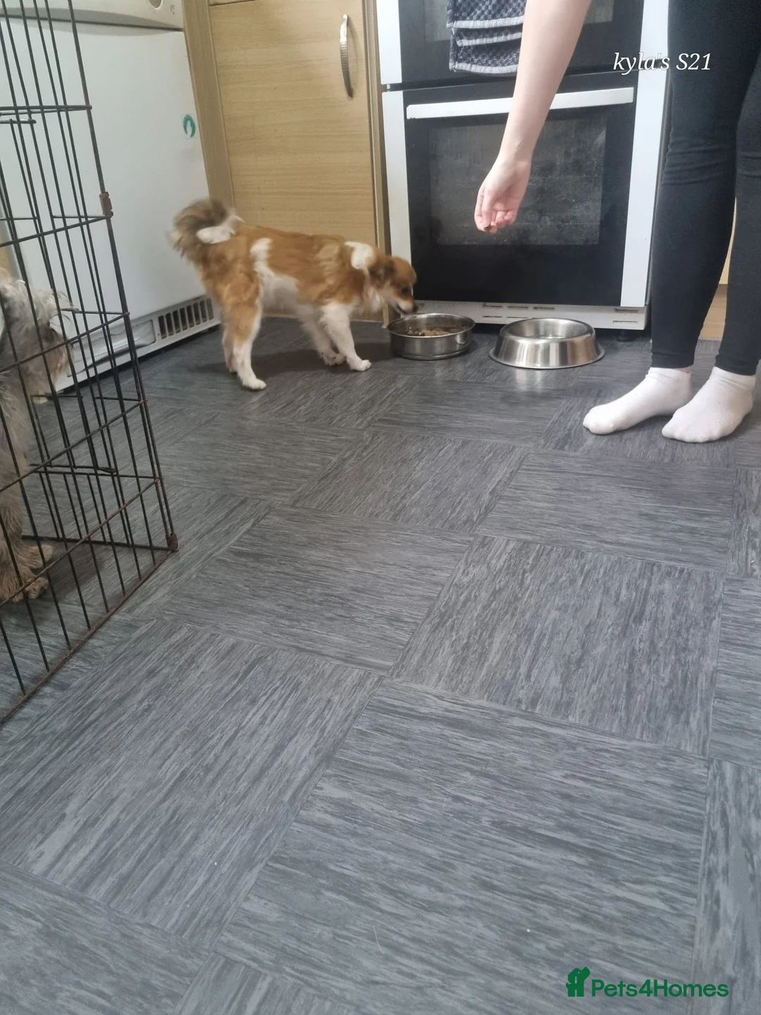 Pomeranian dogs for sale: Female pomeranian - Advert 2