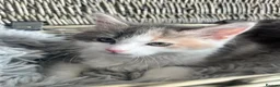 Mixed Breed cats for sale: Ragamuffin x Maine Coon Kittens For Sale  - Advert 3