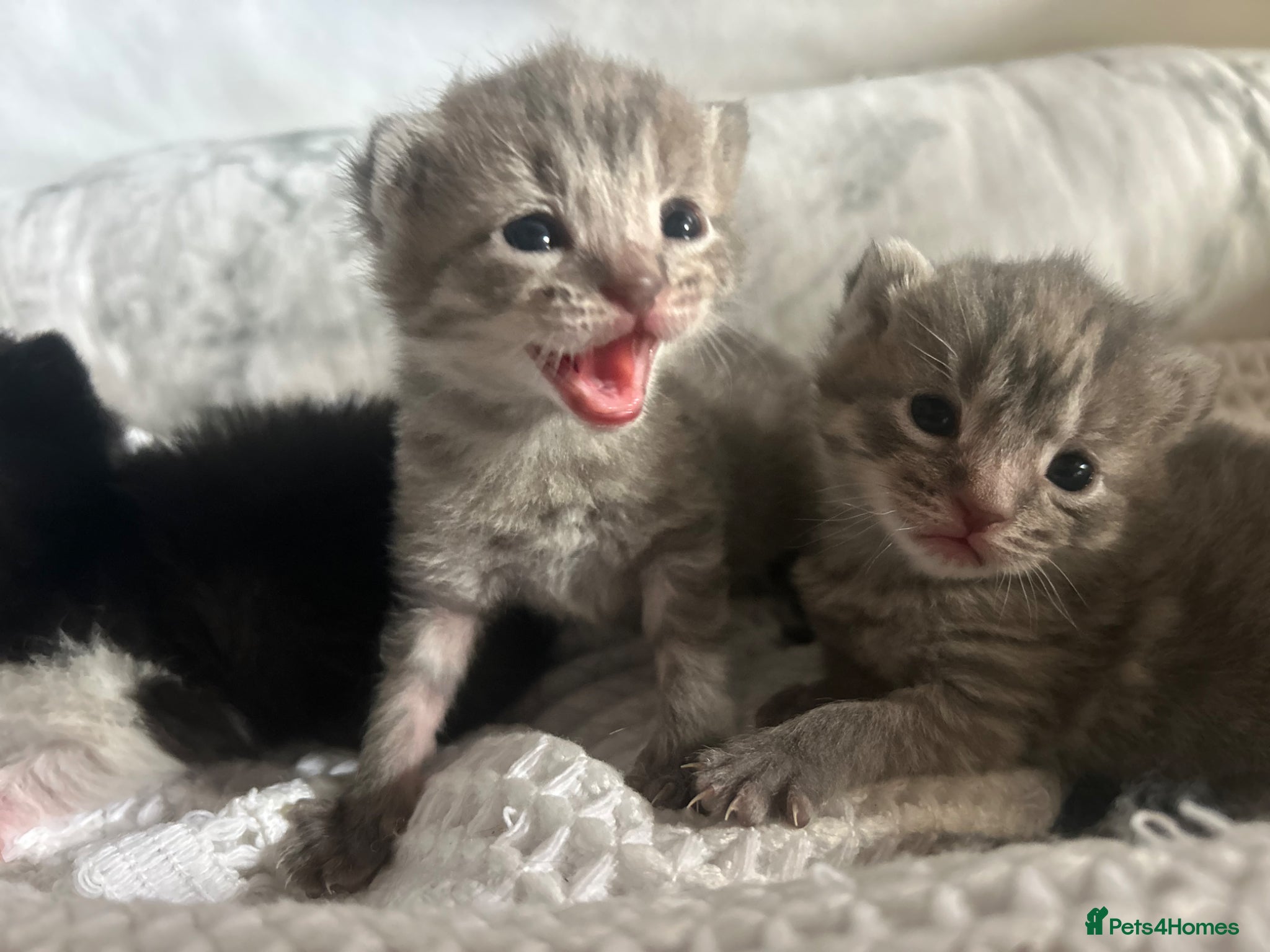 Mixed Breed cats for sale: 4 bengal X kittens in Brixham - Advert 2