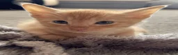 Mixed Breed cats for sale: lovley kittens looking for their new home - Advert 2