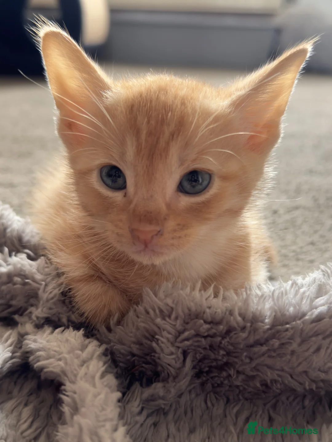 Mixed Breed cats for sale: lovley kittens looking for their new home - Advert 2
