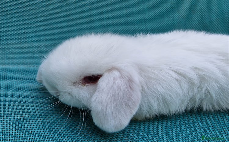 Mini Lop rabbits - Advert 3