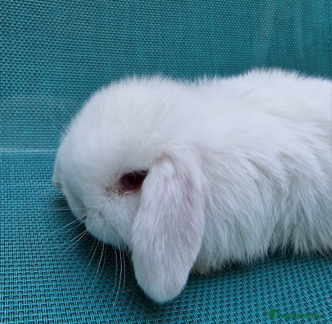 Mini Lop rabbits for sale: Mini lop babies  - Image 1