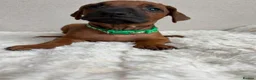 Rhodesian Ridgeback dogs for sale: 12 Gorgeous Rhodesian Ridgebacks   - Advert 11