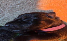 Rottweiler dogs for sale: Rottweiler  - Image 20