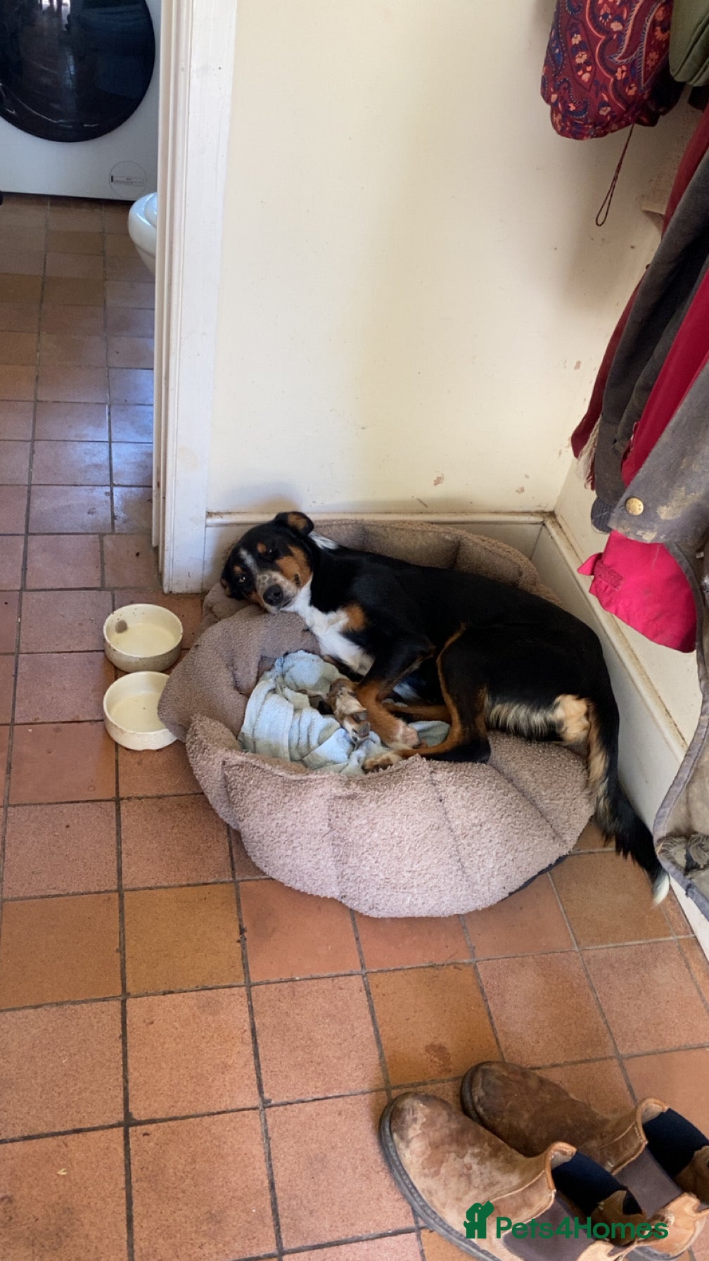 Mixed Breed dogs Collie X puppies - Advert 1