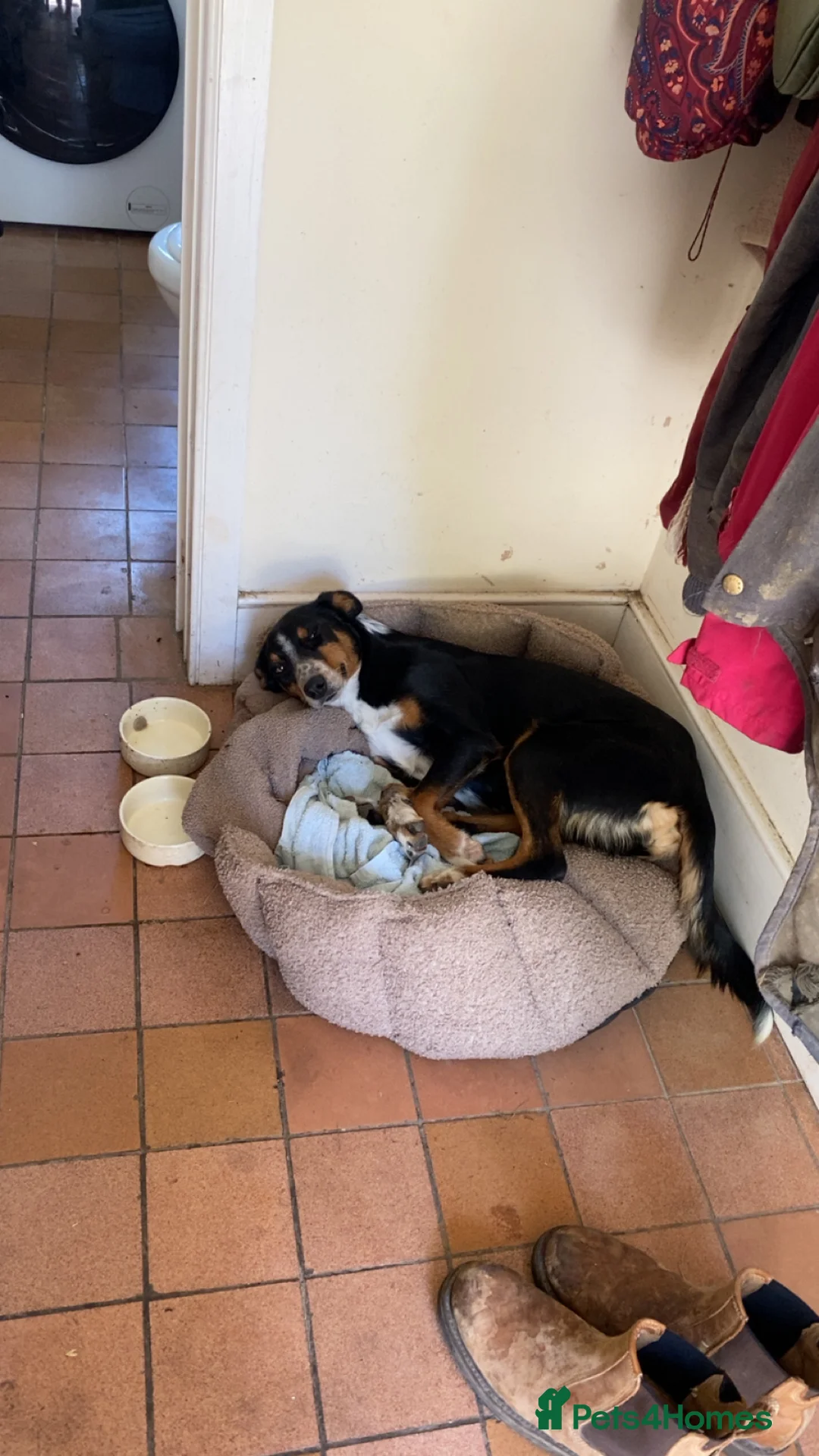 Mixed Breed dogs for sale: Collie X puppies - Advert 1