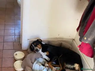 Mixed Breed dogs Collie X puppies - Advert 1