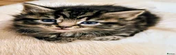 Mixed Breed cats for sale: Maine coon/Bengal/russian white cross kittens!! - Advert 6
