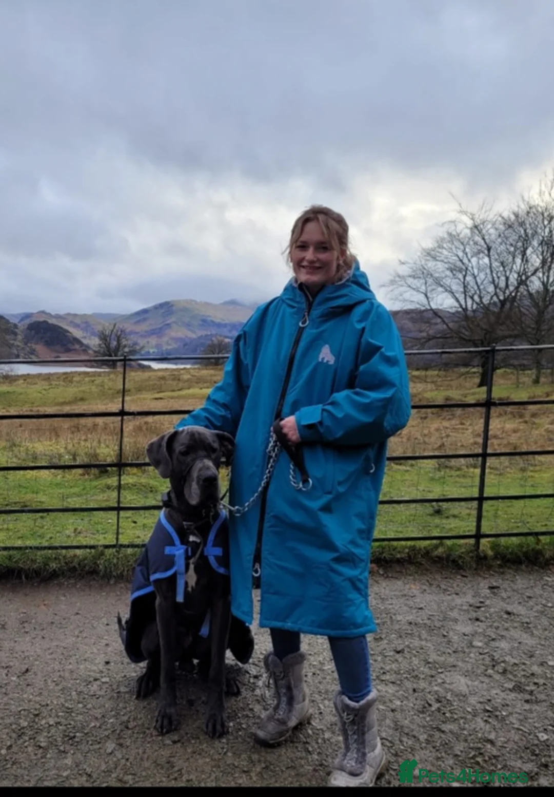 Great Dane dogs for stud: Blue Great Dane for Stud  in Hexham - Advert 2