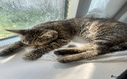 Bengal cats for sale: Cute 14-Week Bengal Kitten - Full Setup Included! - Image 8