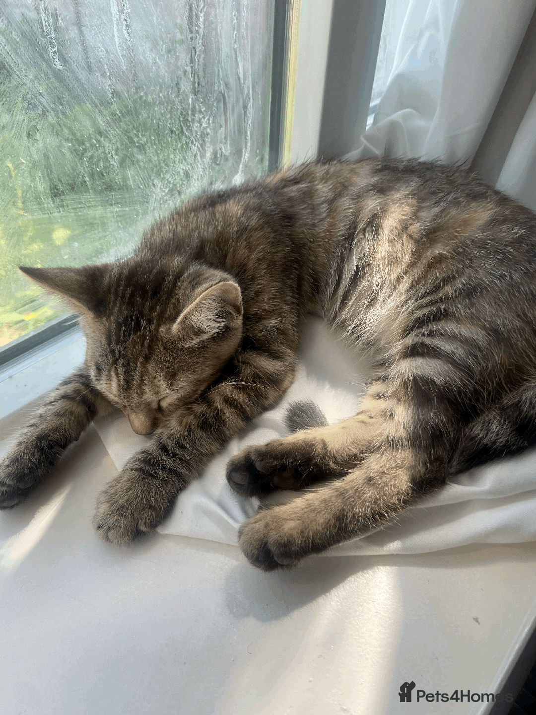 Bengal cats for sale: Cute 14-Week Bengal Kitten - Full Setup Included! - Image 8