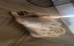 Pomeranian dogs for sale: 4 year old female Pomeranian- sky - Advert 5