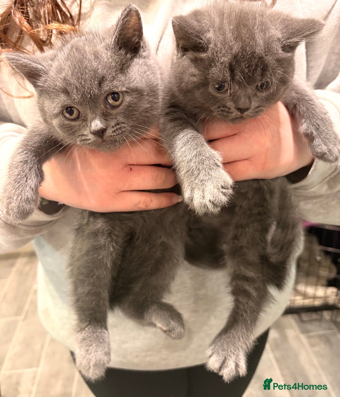 British Shorthair cats tish Shorthair Blue & Tabby Kittens | Ready Now |  - Advert 2