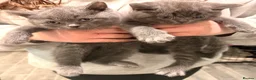 British Shorthair cats for sale: British Shorthair kittens | Ready Now |  - Advert 13