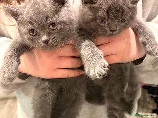 British Shorthair cats tish Shorthair Blue & Tabby Kittens | Ready Now | - Advert 1