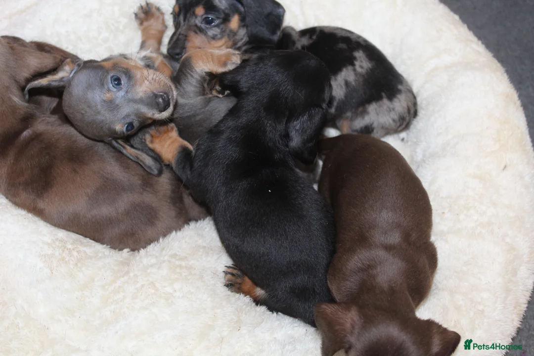 Miniature Dachshund dogs for sale: 🩷✨Available mini PRA clear pups !✨🩷 - Advert 4