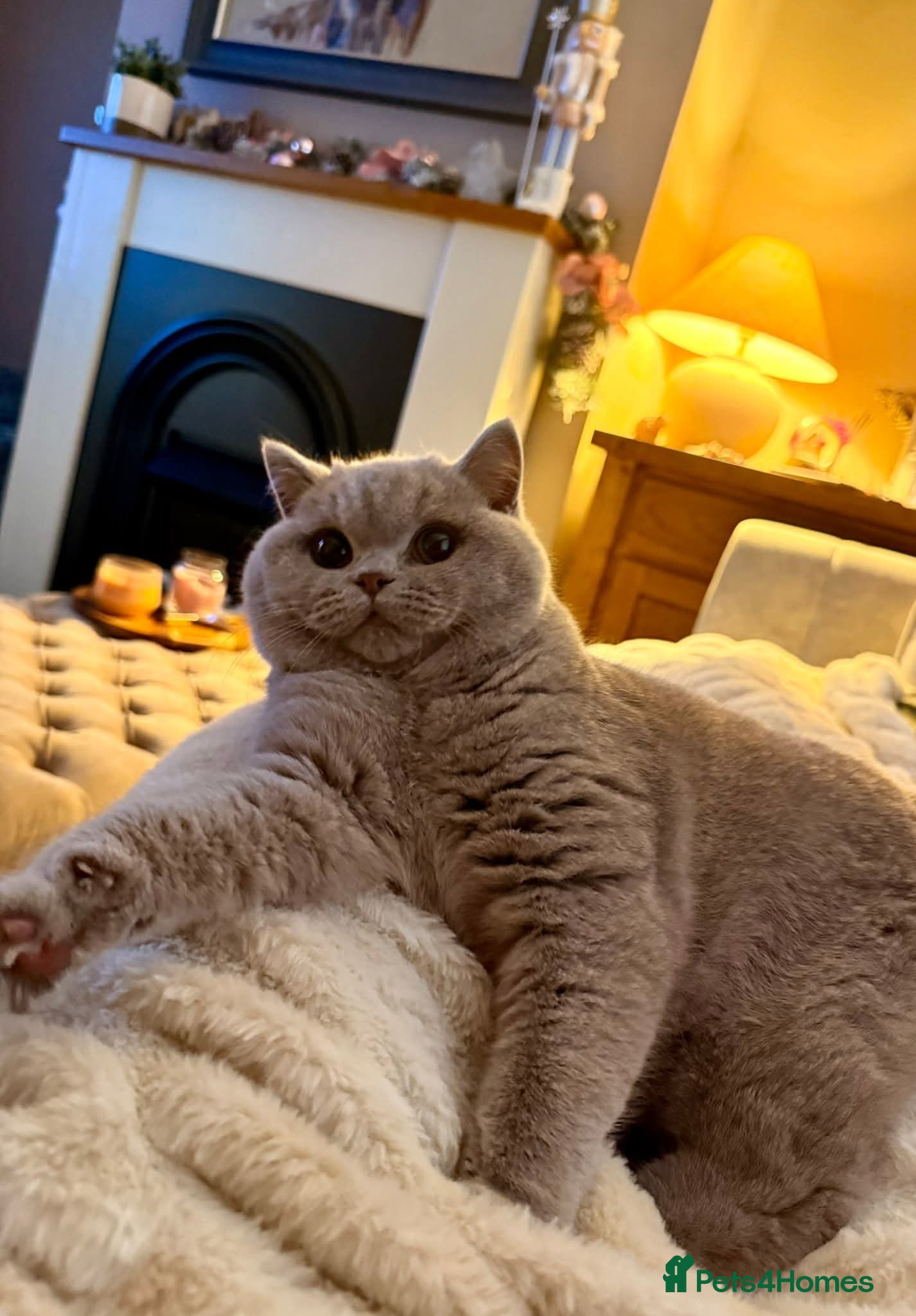 British Shorthair cats Supreme Champion GCCF British Shorthair kittens - Advert 1
