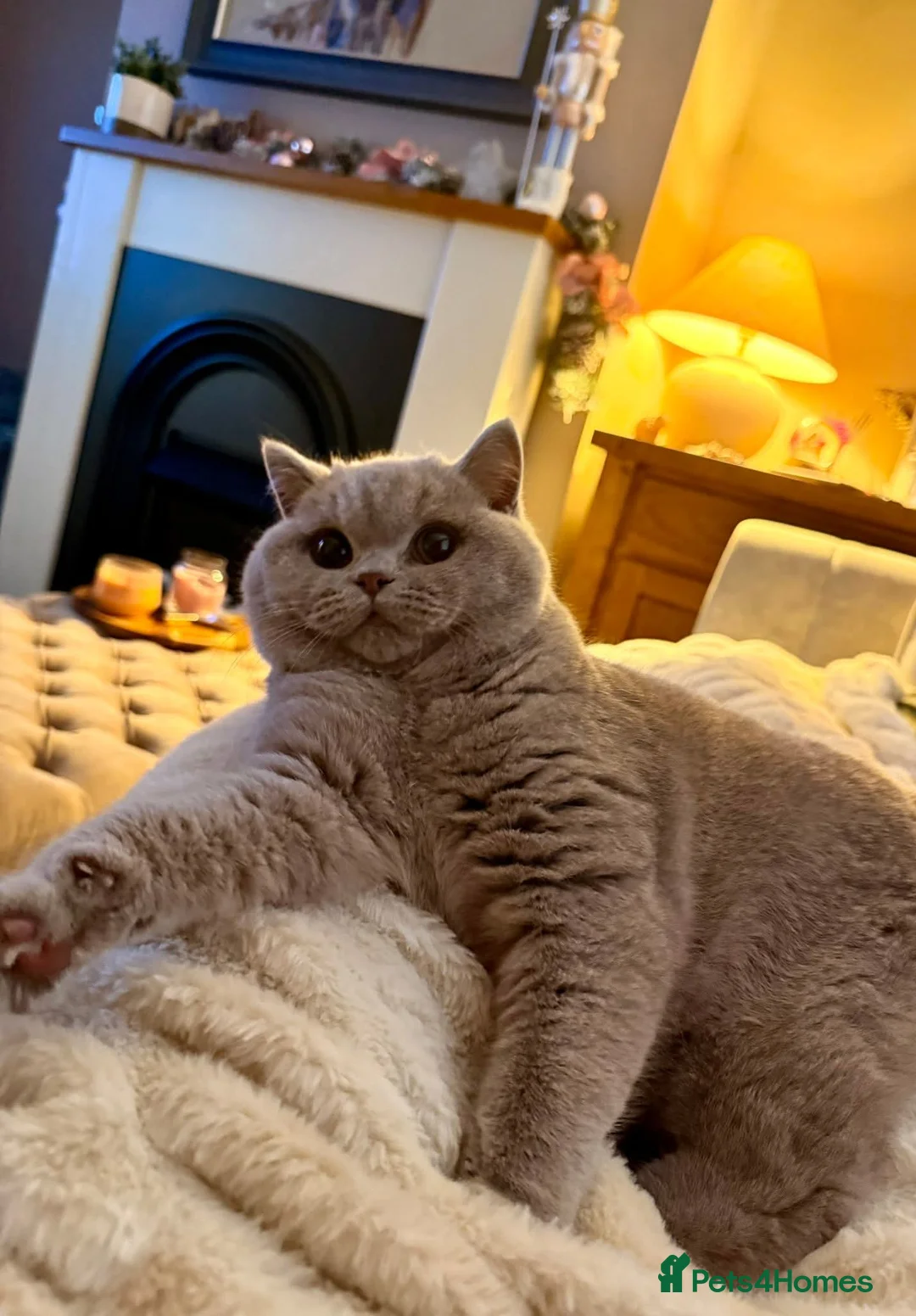 British Shorthair cats for sale: Supreme Champion GCCF British Shorthair kittens - Advert 1