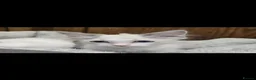 Ragdoll cats for sale: 4 Stunning Ragdoll Kittens  in Basildon - Advert 8